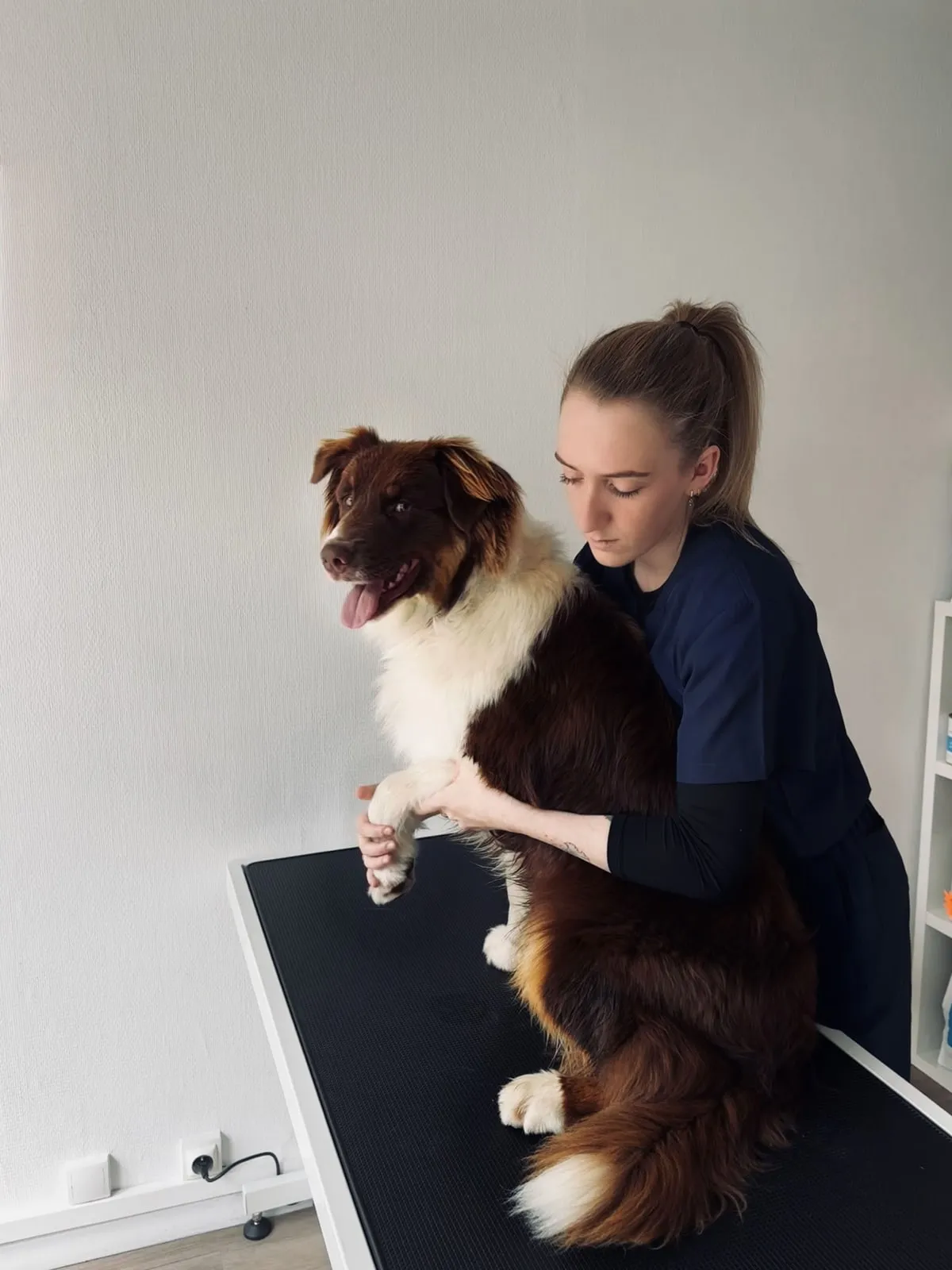 Julianne en consultation avec un chien