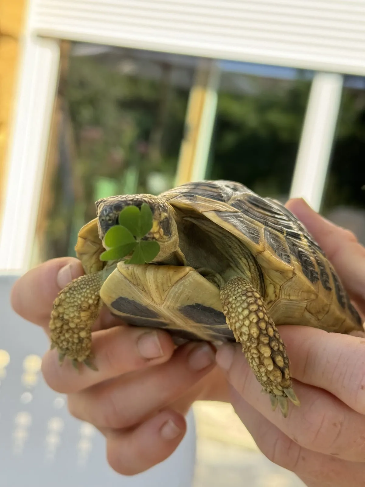 Une tortue tenue délicatement dans les mains de Julianne
